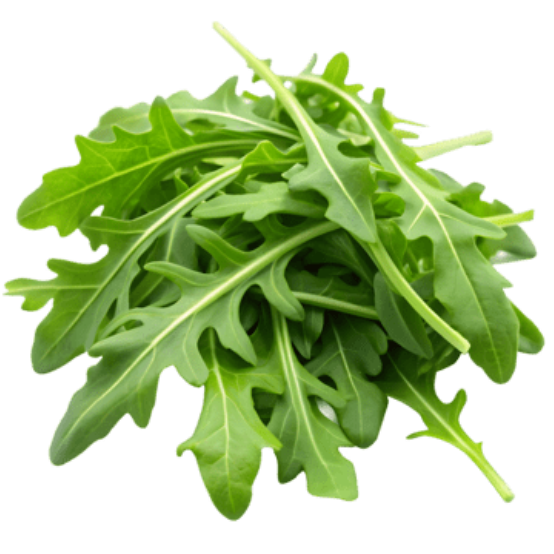 FRESH ARUGULA SHOOT